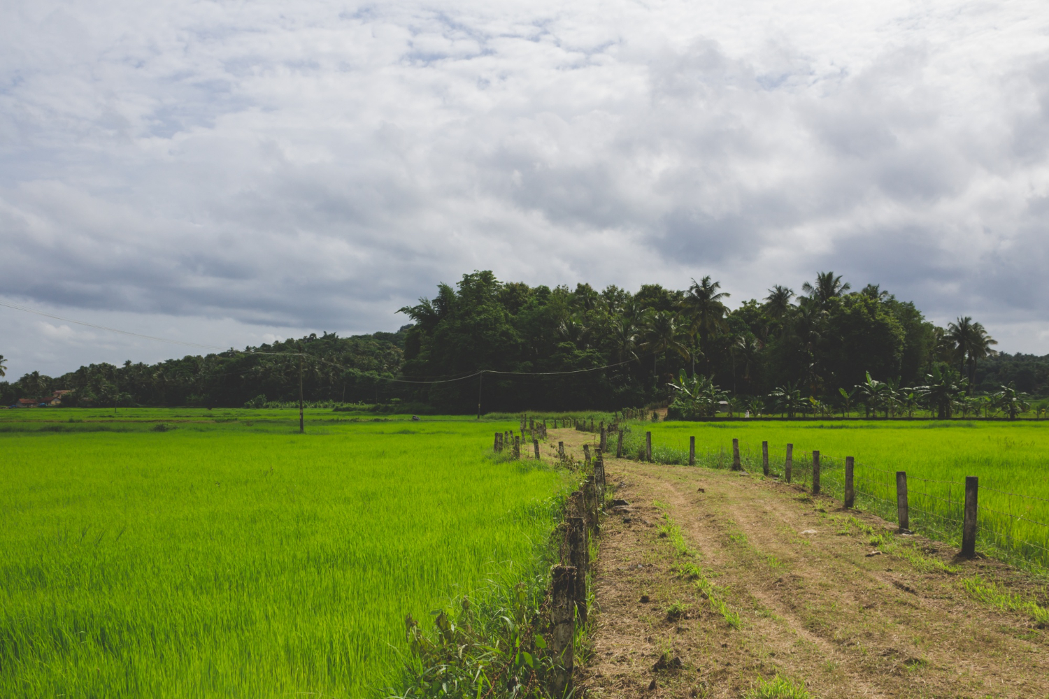 Agricultural & Farmhouse Plot